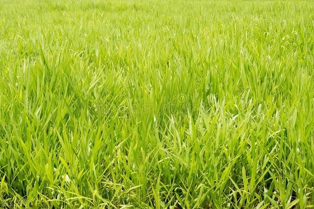 牛更草植物照片（牛更草是什么）