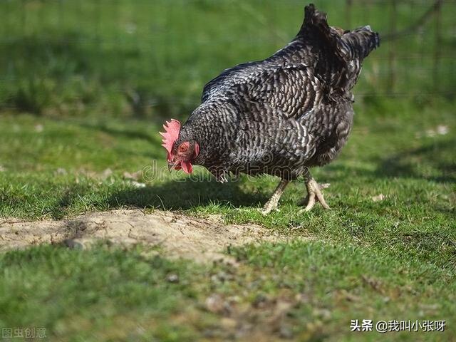 最緊缺養(yǎng)殖業(yè)養(yǎng)殖銷路（最緊缺養(yǎng)殖業(yè)農(nóng)村種植）