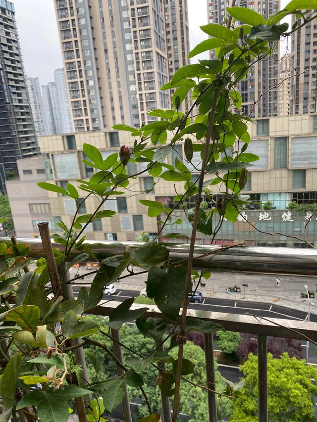 淘寶藍冠和金冠有什么區(qū)別（淘寶紅冠和藍冠區(qū)別）