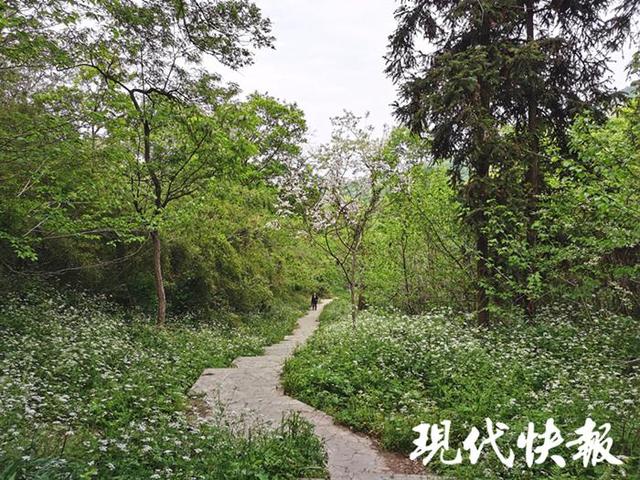南京抖音網(wǎng)紅地點(diǎn)火車兒童（南京抖音網(wǎng)紅地點(diǎn)火車叢林）