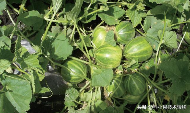 農(nóng)業(yè)項(xiàng)目立項(xiàng)報(bào)告（農(nóng)業(yè)項(xiàng)目可行性報(bào)告怎樣寫）