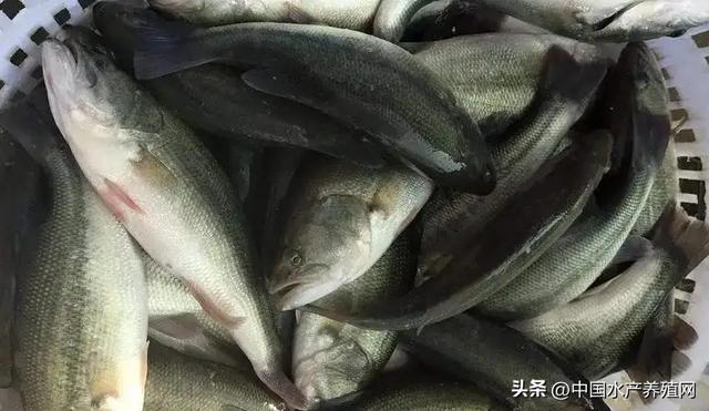 養(yǎng)殖黃骨魚掙錢嗎，黃骨魚養(yǎng)殖利潤？