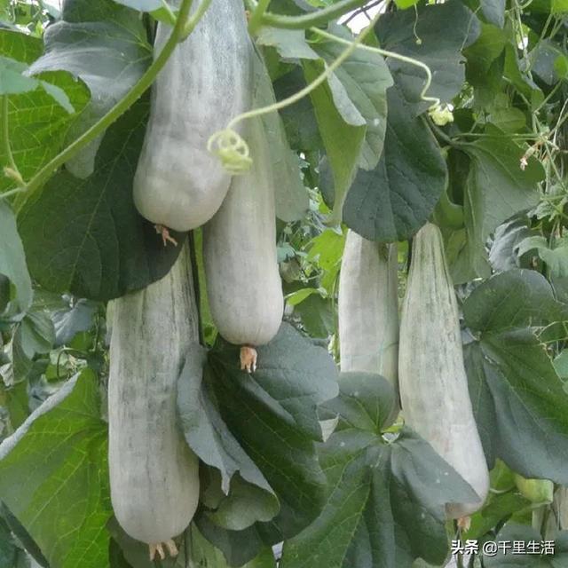 羊角蜜的皮和籽可以吃嗎（羊角蜜籽可以吃么）