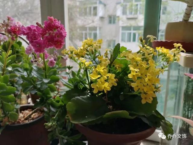 種花發(fā)朋友圈短句，花的圖片發(fā)朋友圈說說？