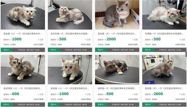 賣貓在哪個平臺好賣（還有什么平臺可以賣貓）