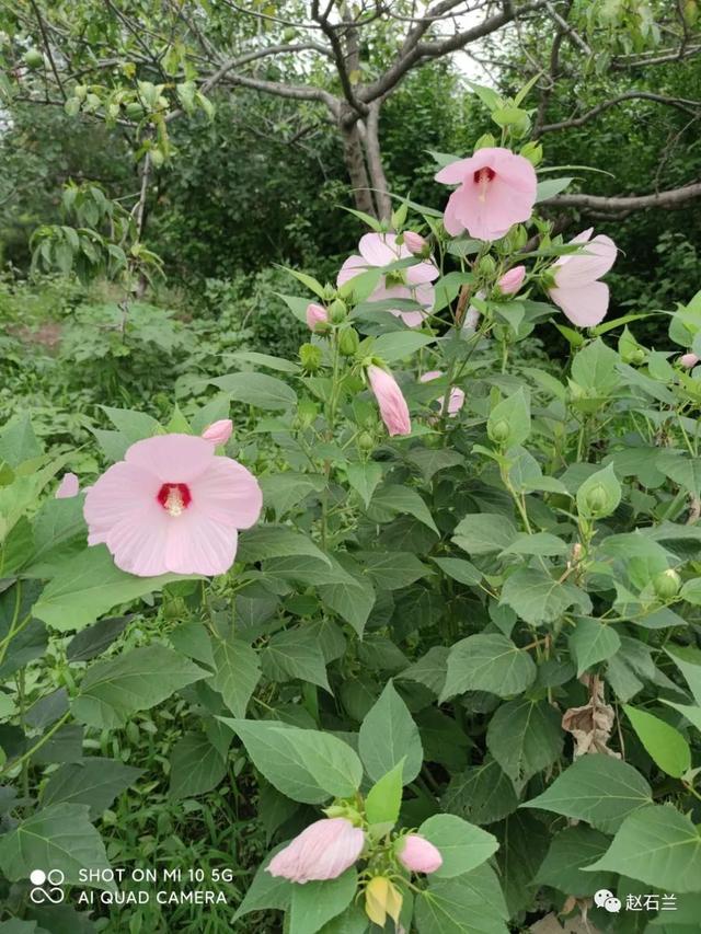 識花微信小程序，可以識花的小程序？