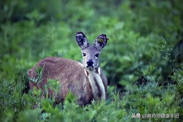穿心蓮內(nèi)酯滴丸孕婦可以吃嗎_（穿心蓮滴丸孕婦可以吃嗎）