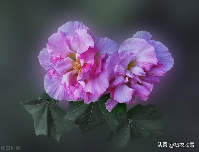 發(fā)朋友圈野花的句子傷感說(shuō)說(shuō)，野花發(fā)朋友圈說(shuō)說(shuō)？