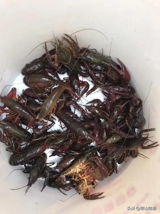 龍蝦發(fā)朋友圈怎么發(fā)，賣龍蝦發(fā)朋友圈怎么說？