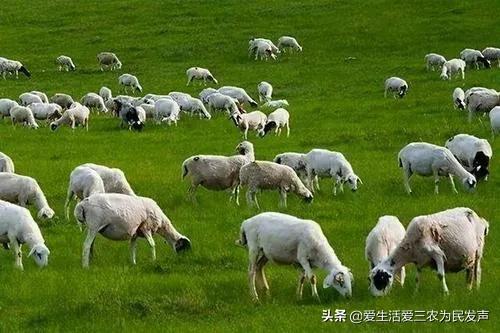 適合窮人的創(chuàng)業(yè)項目養(yǎng)殖（養(yǎng)殖什么投資少又掙錢）
