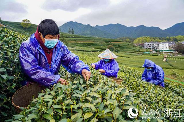 杭州微信喝茶群去哪里找，杭州喝茶vx群