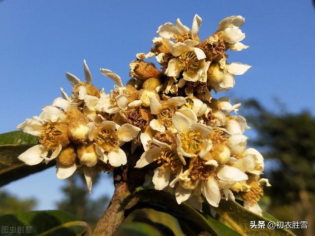 贊美枇杷發(fā)朋友圈簡(jiǎn)短文字怎么說(shuō)，發(fā)朋友圈枇杷的優(yōu)美句子？