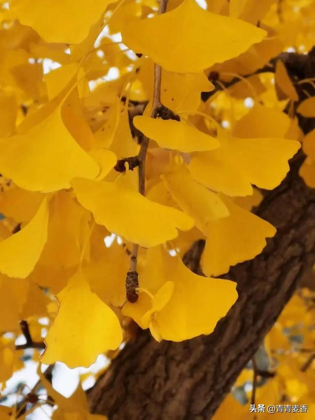 忠實(shí)粉絲啥意思，我永遠(yuǎn)是你的忠實(shí)粉絲？