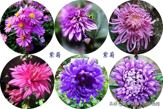 野菊花圖片 功效（藥用野菊花圖片）