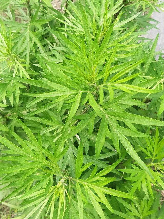 農(nóng)村100種野菜圖片（農(nóng)村100種野菜圖片及名稱）