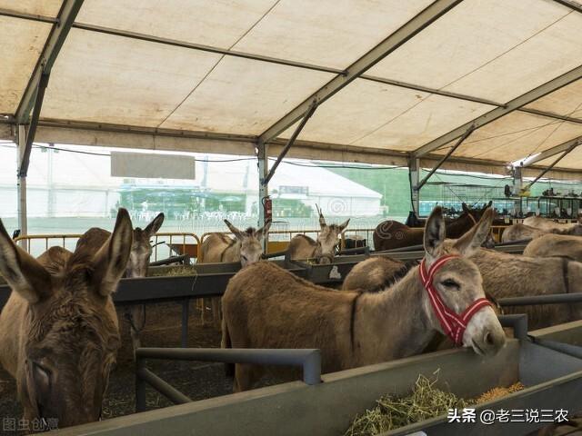 農(nóng)村養(yǎng)殖什么比較好掙錢（在農(nóng)村養(yǎng)殖業(yè)養(yǎng)什么最賺錢）