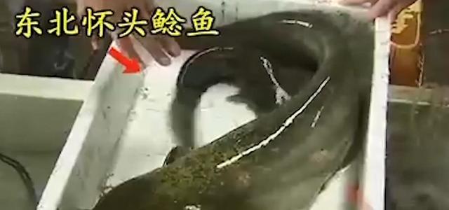 閑魚魚塘在哪里找（2021閑魚魚塘在哪里找）