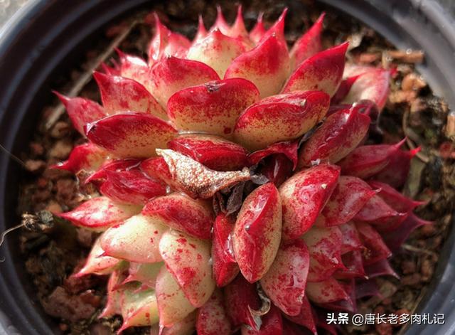 田螺姑娘是個(gè)什么梗（田螺姑娘是什么意思 海螺姑娘是什么梗）