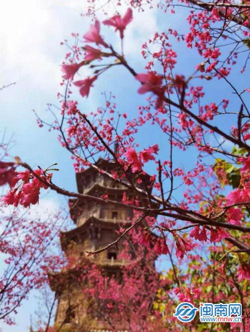 適合發(fā)櫻花的朋友圈，櫻花季朋友圈分享？