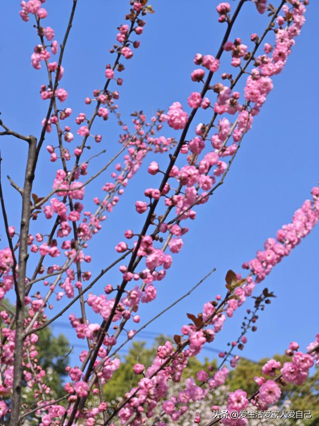 汽水音樂(lè)怎么推廣賺錢，音樂(lè)推廣賺錢方法？
